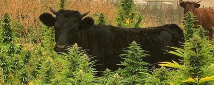 Cannabis voor dieren 