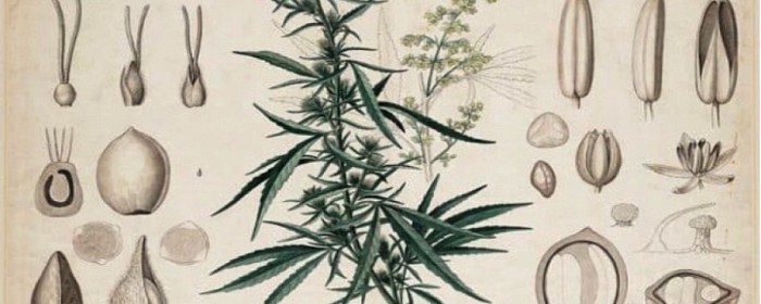 Cannabis, de plant 