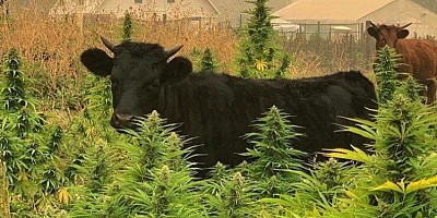 Cannabis voor dieren 